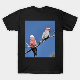 Australian Galahs at Yourambulla T-Shirt